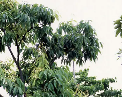 シラカシ 常緑樹 植栽