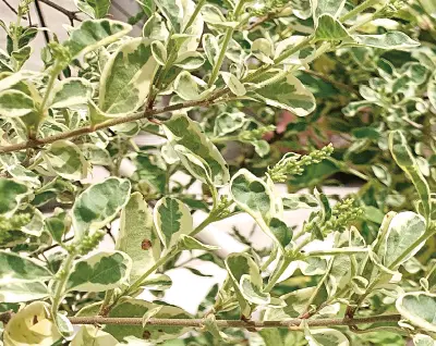 フイリマサキ 植栽