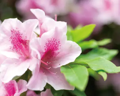 ヒラドツツジ 植栽