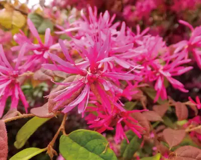 ベニバナトキワマンサク 植栽