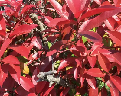 イロハモミジ 植栽